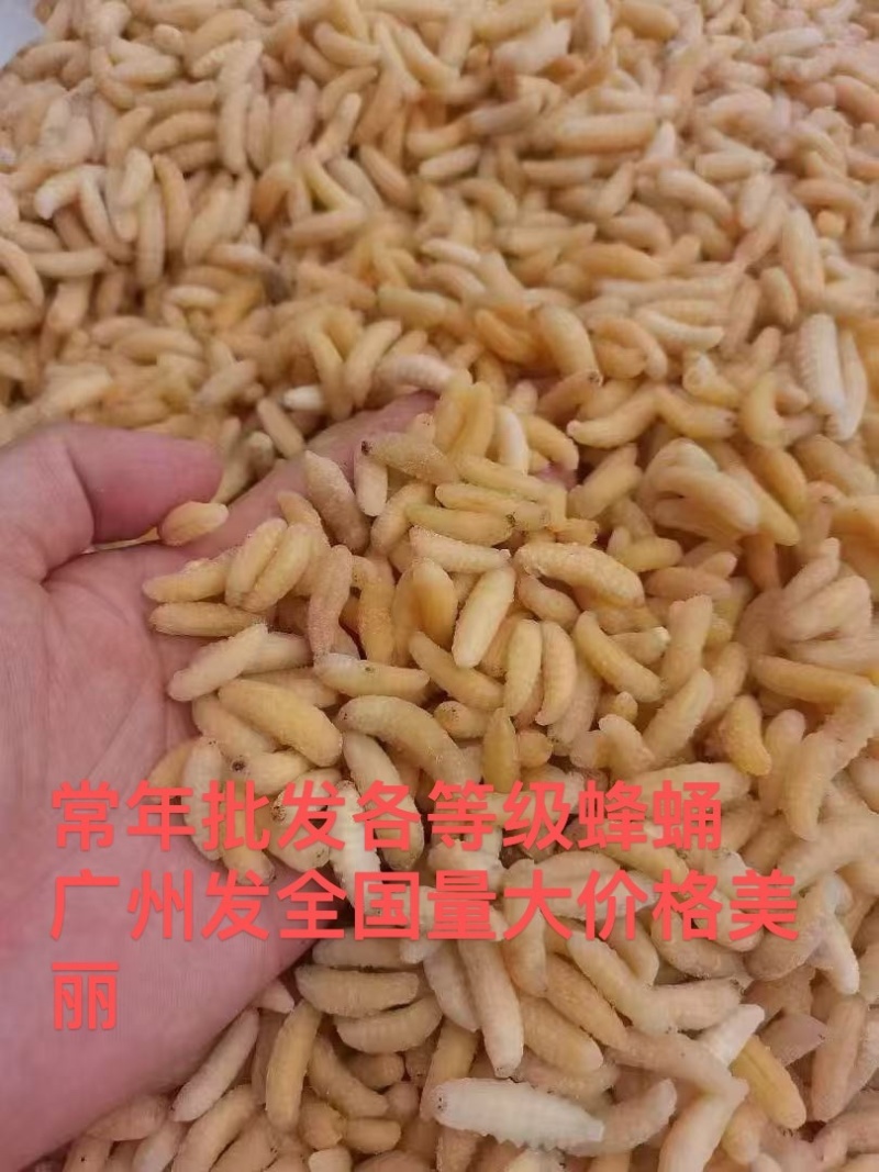 树蜂1级蛹，纯1级，熟冻，葫芦蜂，量大，广州发全国