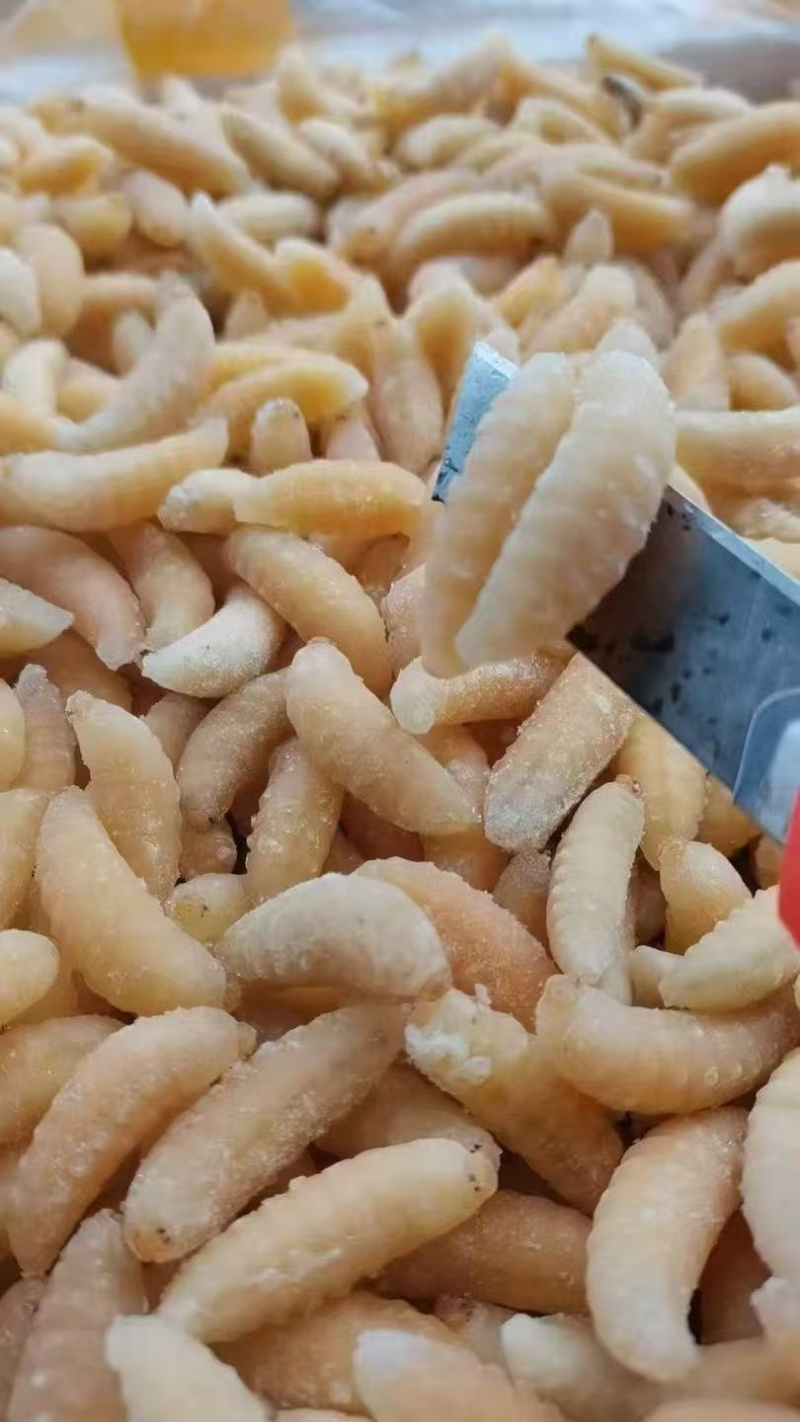 树蜂1级蛹，纯1级，熟冻，葫芦蜂，量大，广州发全国