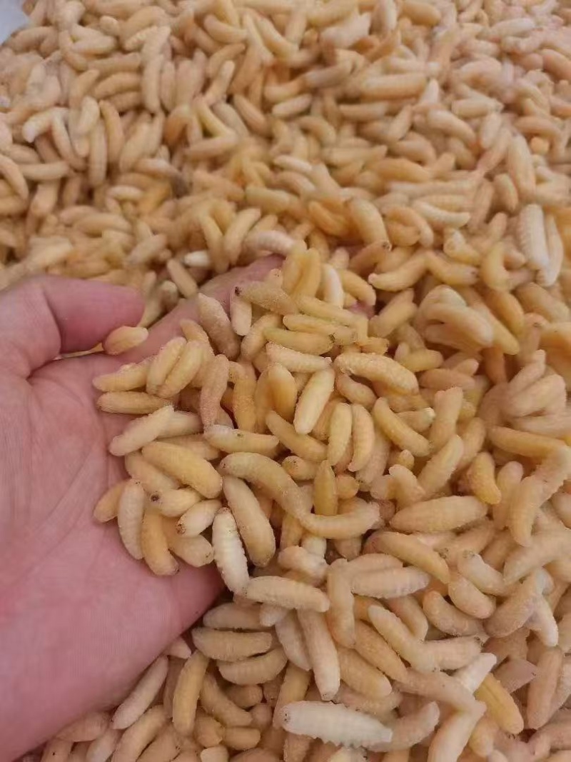 树蜂1级蛹，纯1级，熟冻，葫芦蜂，量大，广州发全国