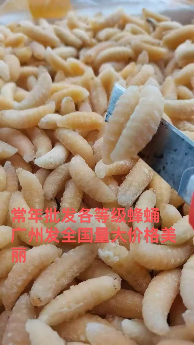 树蜂1级蛹，纯1级，熟冻，葫芦蜂，量大，广州发全国