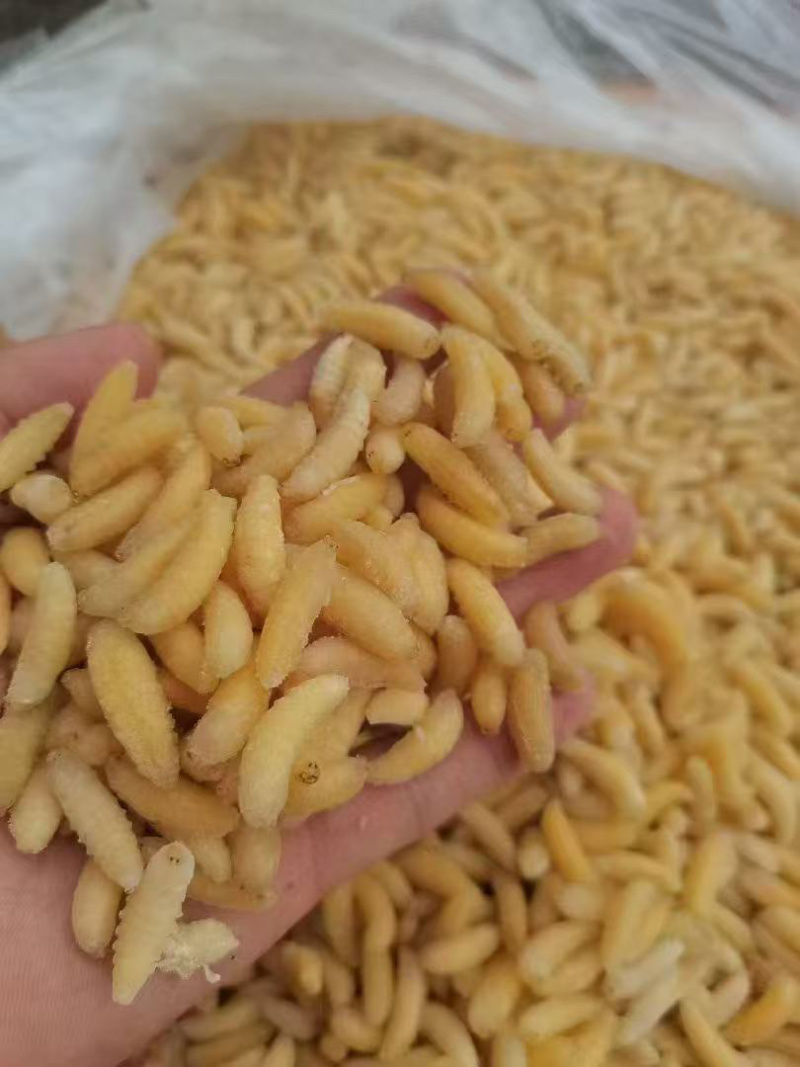 树蜂1级蛹，纯1级，熟冻，葫芦蜂，量大，广州发全国