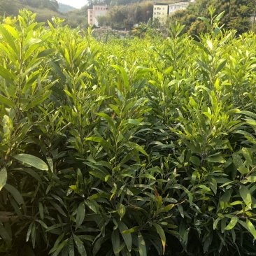 大叶相思相思树苗绿化苗苗木种苗造林苗大叶相思