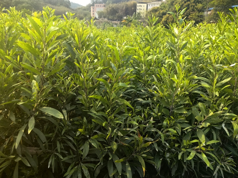大叶相思相思树苗绿化苗苗木种苗造林苗大叶相思