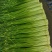 精品蒜苔白帽小把