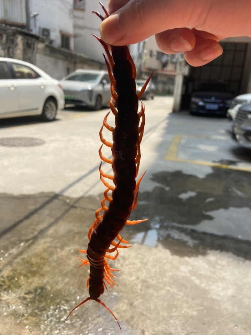 现货）25cm冷冻巨人蜈蚣，大蜈蚣，烧烤用蜈蚣，红头蜈蚣