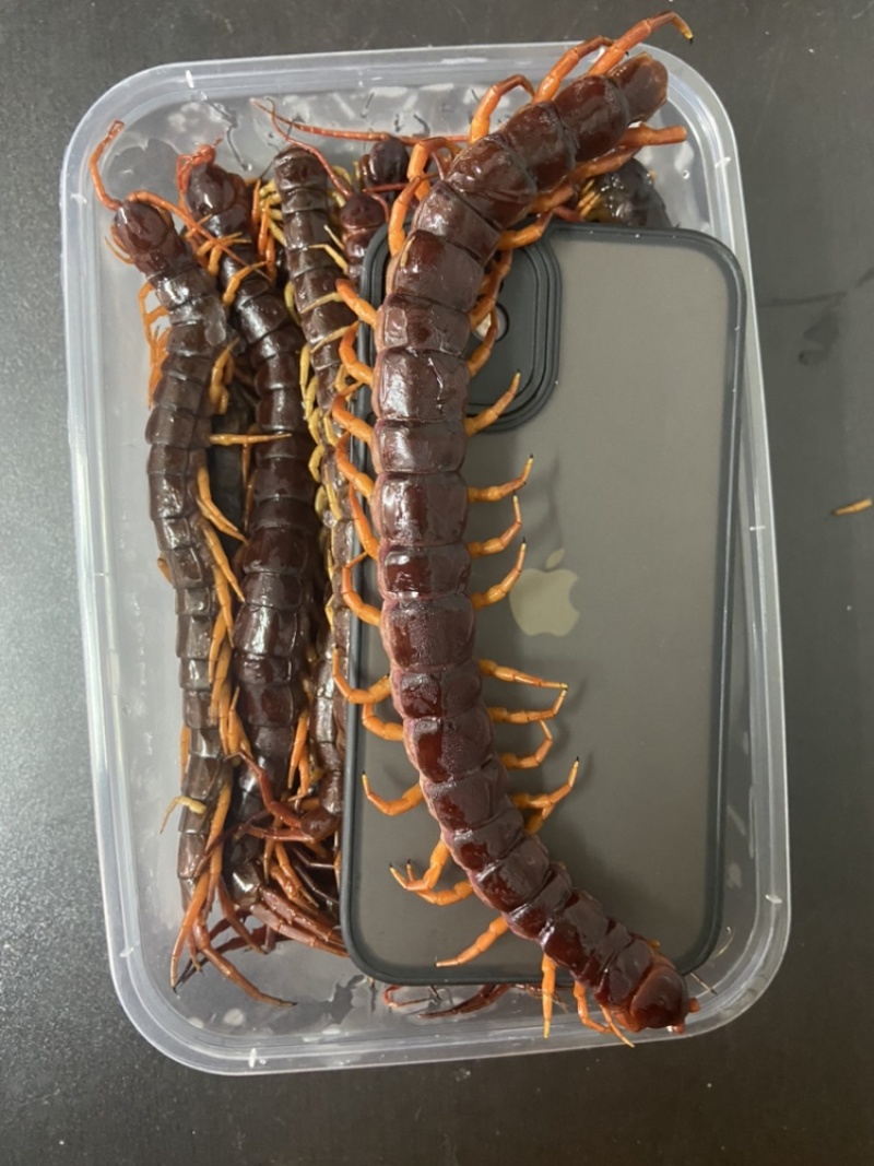 现货）25cm冷冻巨人蜈蚣，大蜈蚣，烧烤用蜈蚣，红头蜈蚣