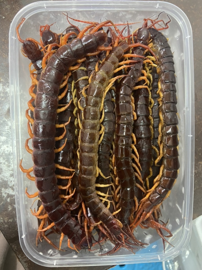 现货）25cm冷冻巨人蜈蚣，大蜈蚣，烧烤用蜈蚣，红头蜈蚣