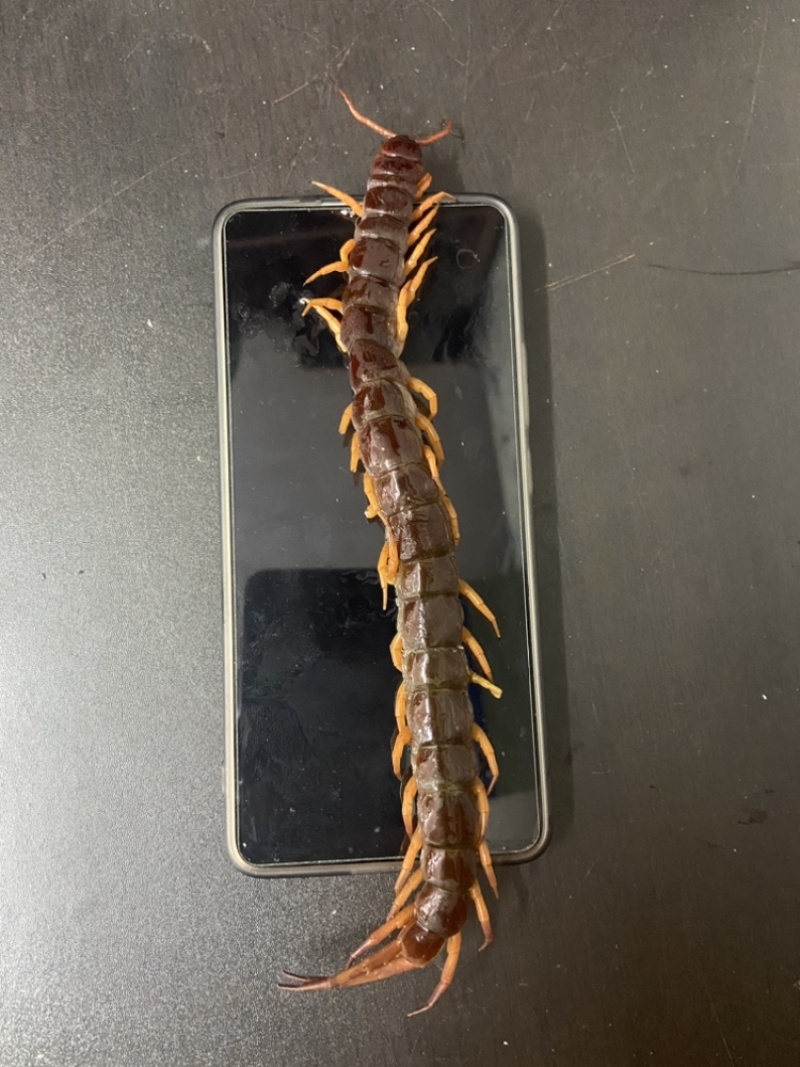 现货）25cm冷冻巨人蜈蚣，大蜈蚣，烧烤用蜈蚣，红头蜈蚣