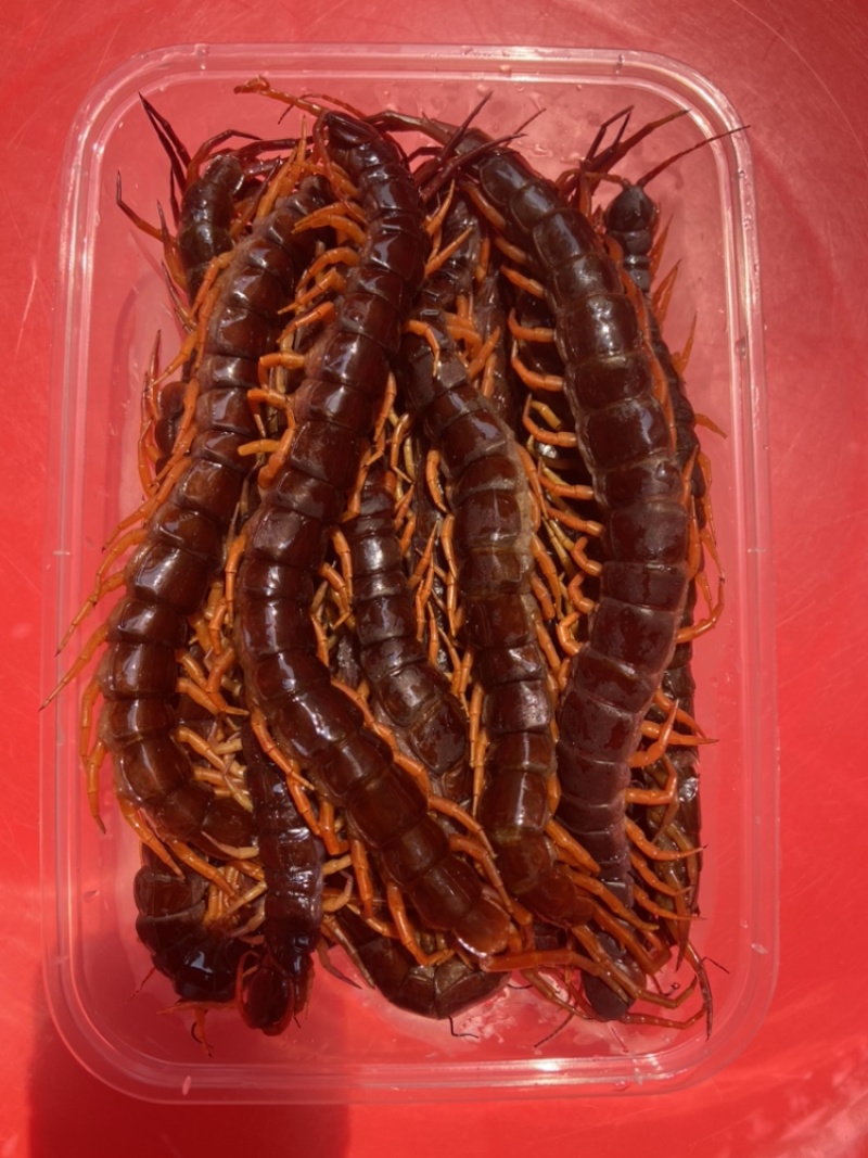 现货）25cm冷冻巨人蜈蚣，大蜈蚣，烧烤用蜈蚣，红头蜈蚣