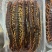 现货）25cm冷冻巨人蜈蚣，大蜈蚣，烧烤用蜈蚣，红头蜈蚣