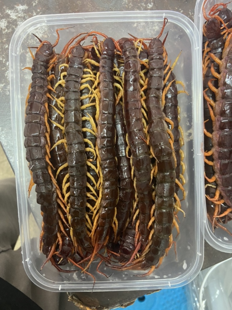 现货）25cm冷冻巨人蜈蚣，大蜈蚣，烧烤用蜈蚣，红头蜈蚣