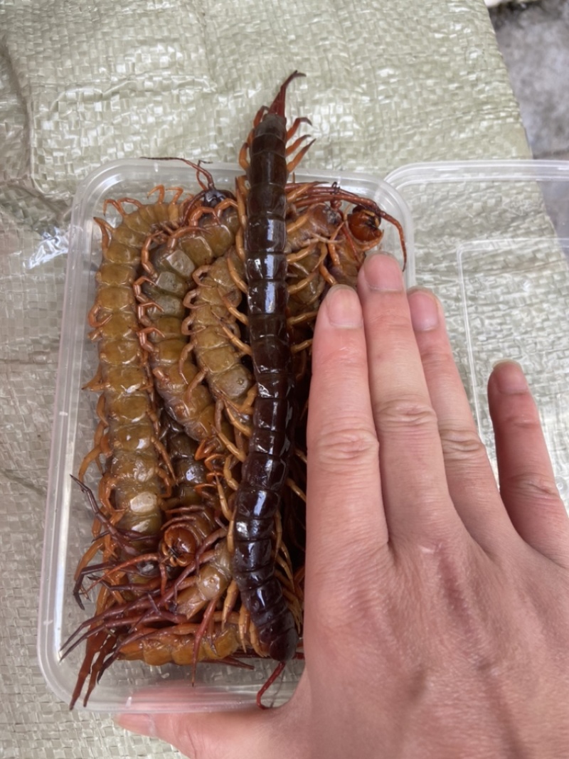 现货）25cm冷冻巨人蜈蚣，大蜈蚣，烧烤用蜈蚣，红头蜈蚣