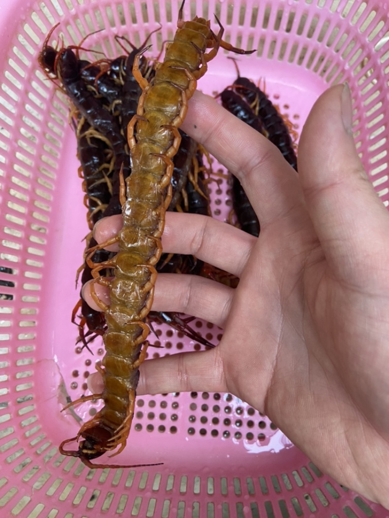现货）25cm冷冻巨人蜈蚣，大蜈蚣，烧烤用蜈蚣，红头蜈蚣