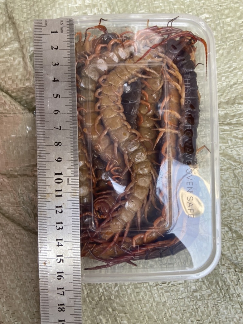现货）25cm冷冻巨人蜈蚣，大蜈蚣，烧烤用蜈蚣，红头蜈蚣