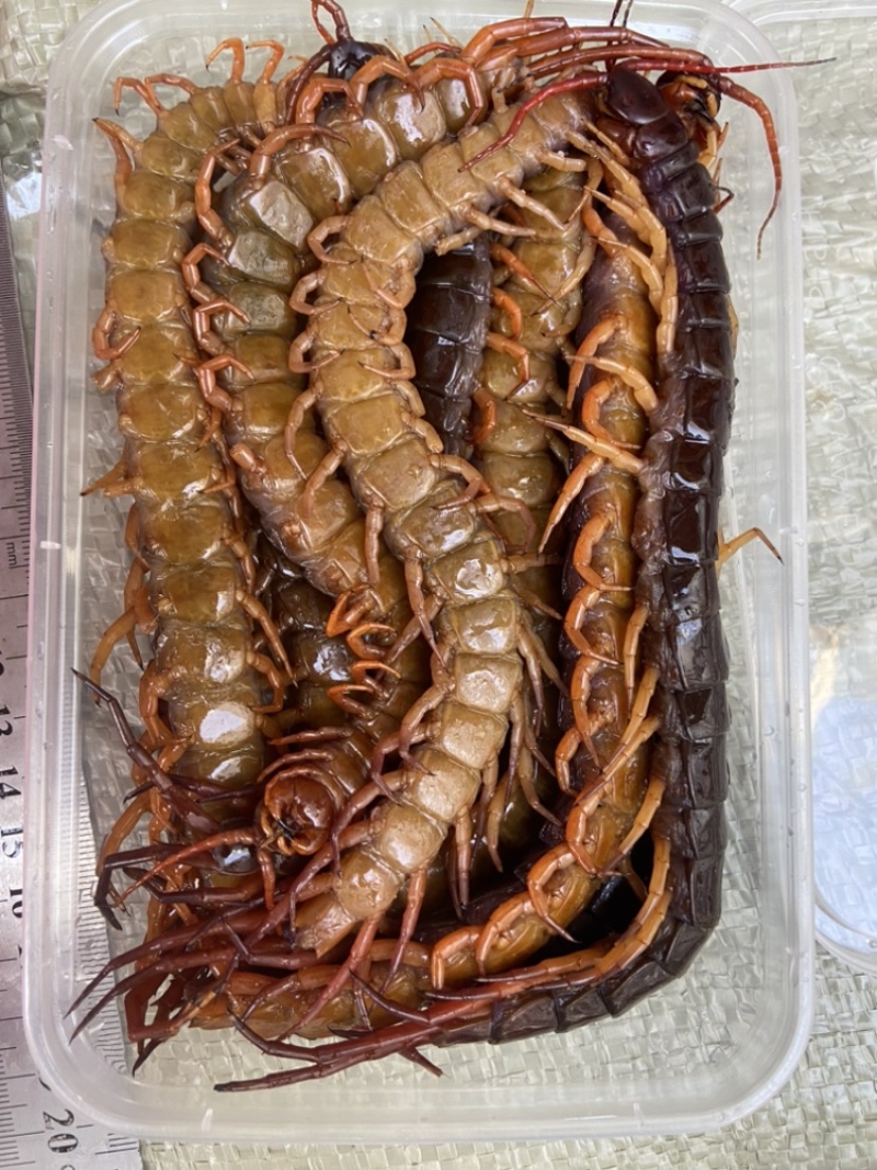 现货）25cm冷冻巨人蜈蚣，大蜈蚣，烧烤用蜈蚣，红头蜈蚣