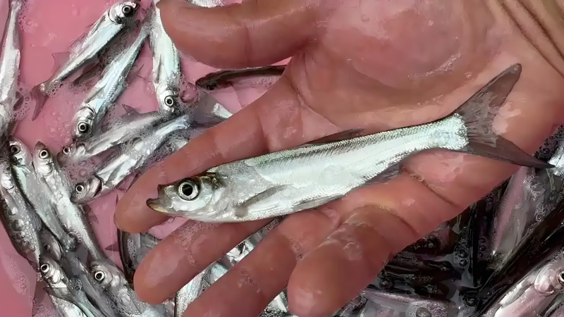 翘嘴白鱼苗米级翘嘴基地直销一手货源量大从优