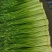 精品蒜苔白帽小把