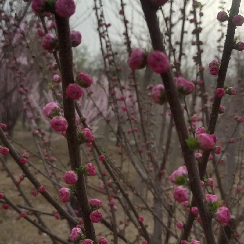 出售榆叶梅