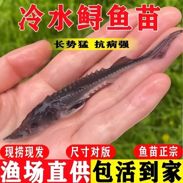 中华鲟鱼苗西杂鲟鱼最大可长200多斤基地直销提供技术