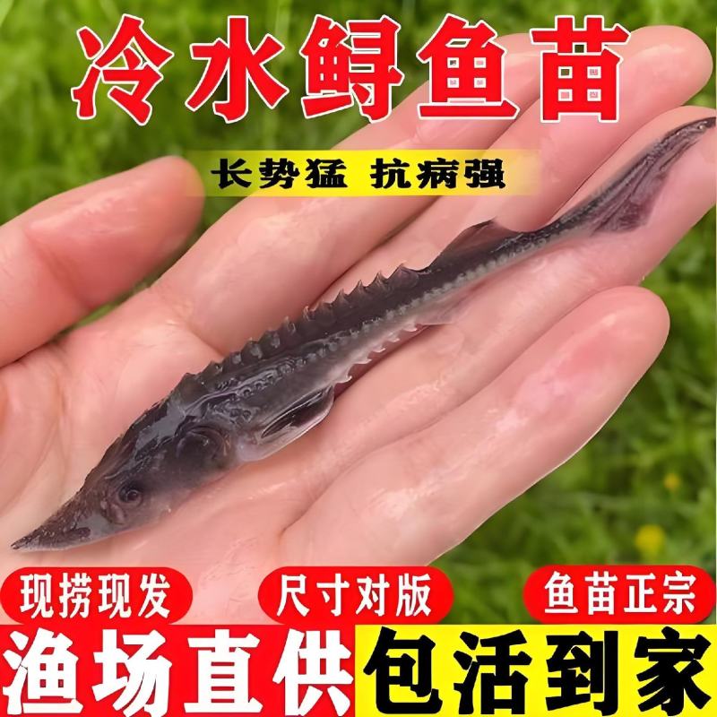 中华鲟鱼苗西杂鲟鱼最大可长200多斤基地直销提供技术