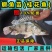 鳜鱼苗翘嘴鳜鱼苗基地直销一手货源量大从优提供技术指导