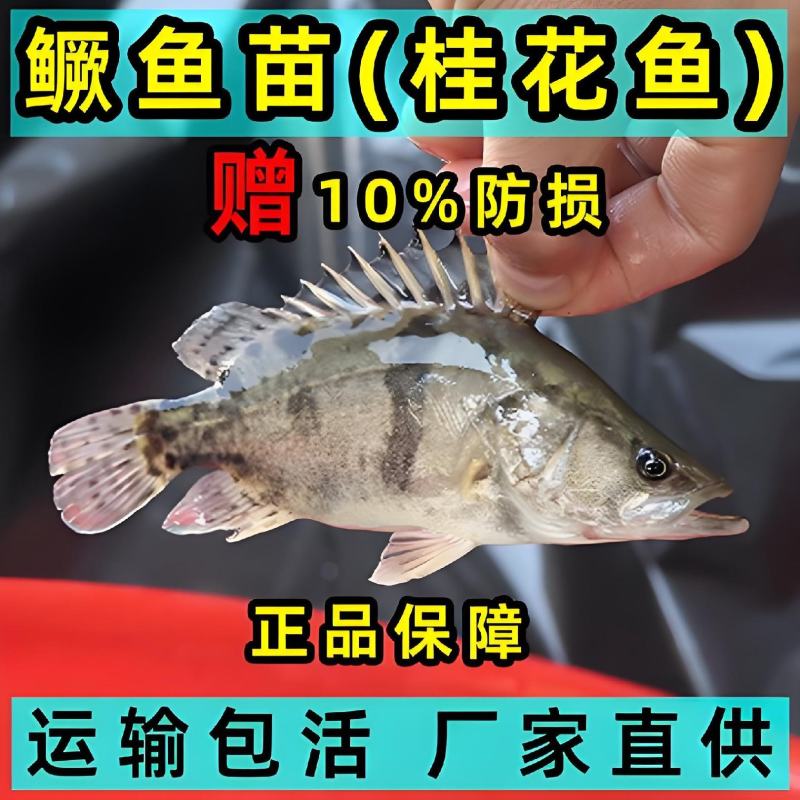 鳜鱼苗翘嘴鳜鱼苗基地直销一手货源量大从优提供技术指导