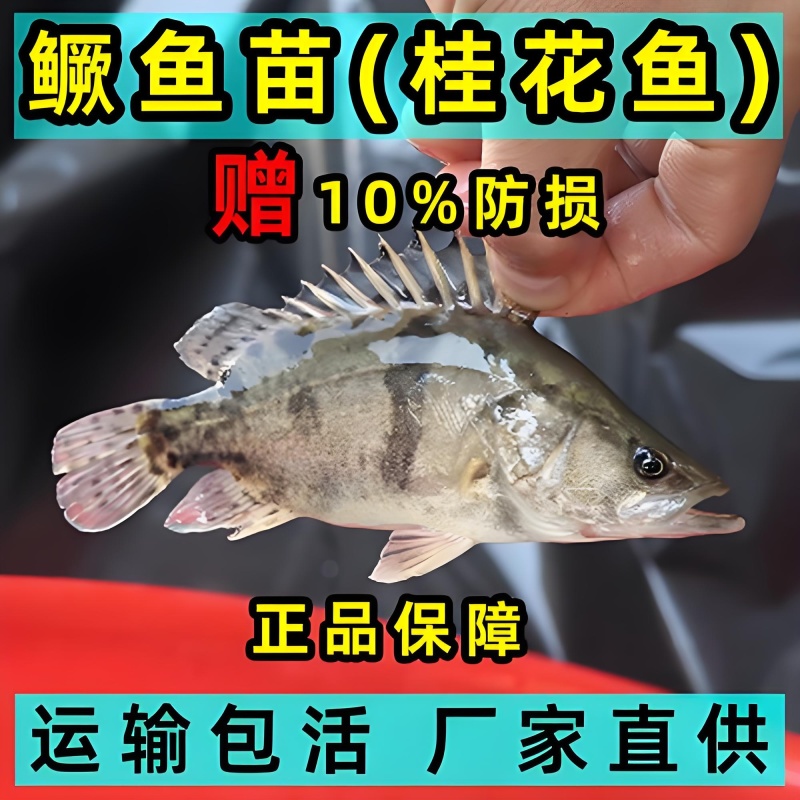 鳜鱼苗翘嘴鳜鱼苗基地直销一手货源量大从优提供技术指导