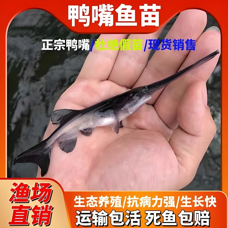 鸭嘴鲟鱼苗抗病能力强生长快易喂养肉质鲜美