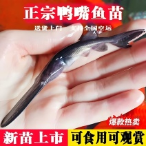 鸭嘴鲟鱼苗抗病能力强生长快易喂养肉质鲜美