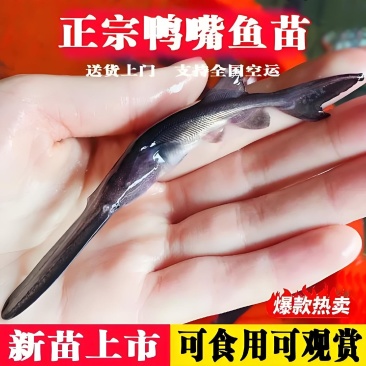 鸭嘴鲟鱼苗抗病能力强生长快易喂养肉质鲜美