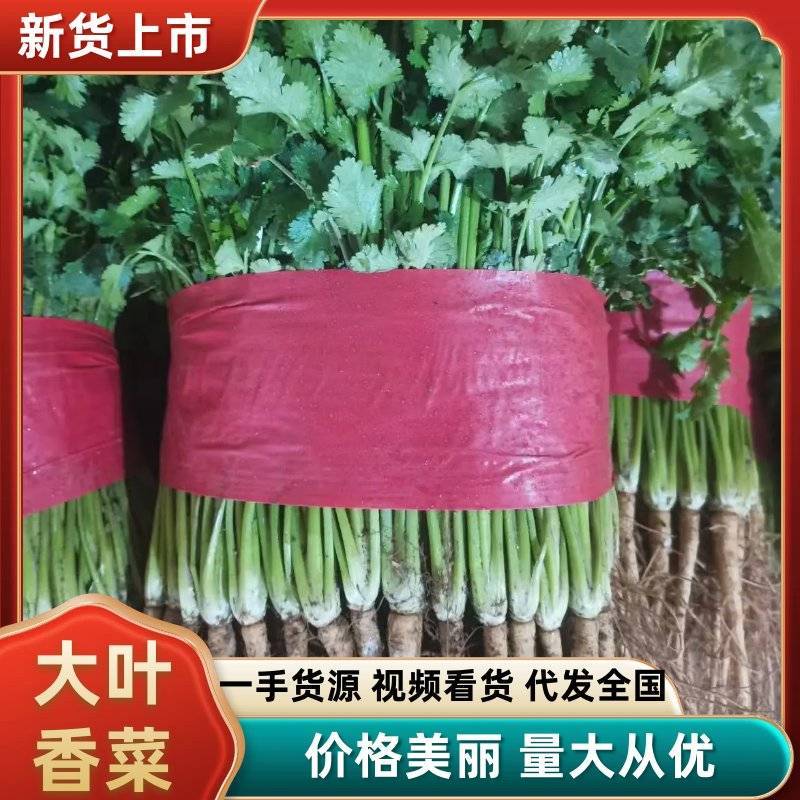 山东泰安精品大叶香菜，货量足，品质佳欢迎咨询