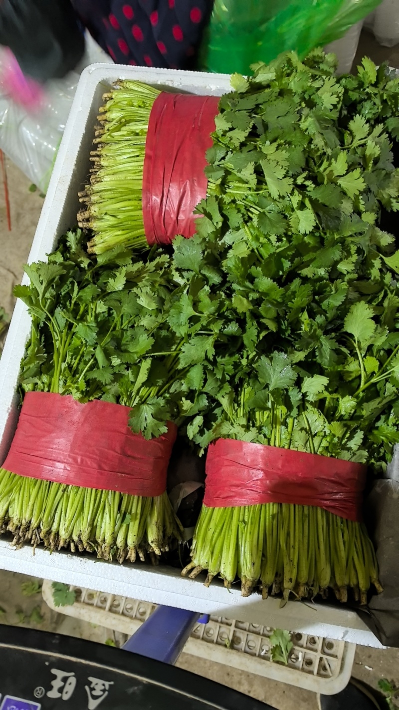 山东泰安精品大叶香菜，货量足，品质佳欢迎咨询