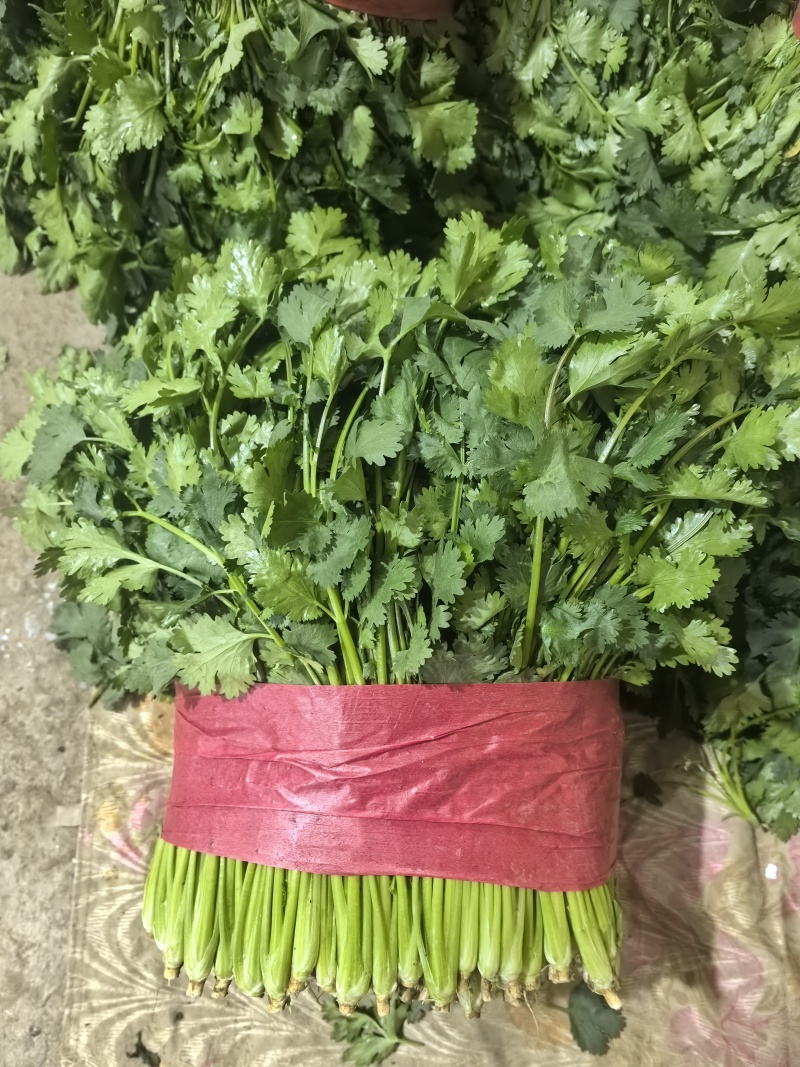 山东泰安精品大叶香菜，货量足，品质佳欢迎咨询