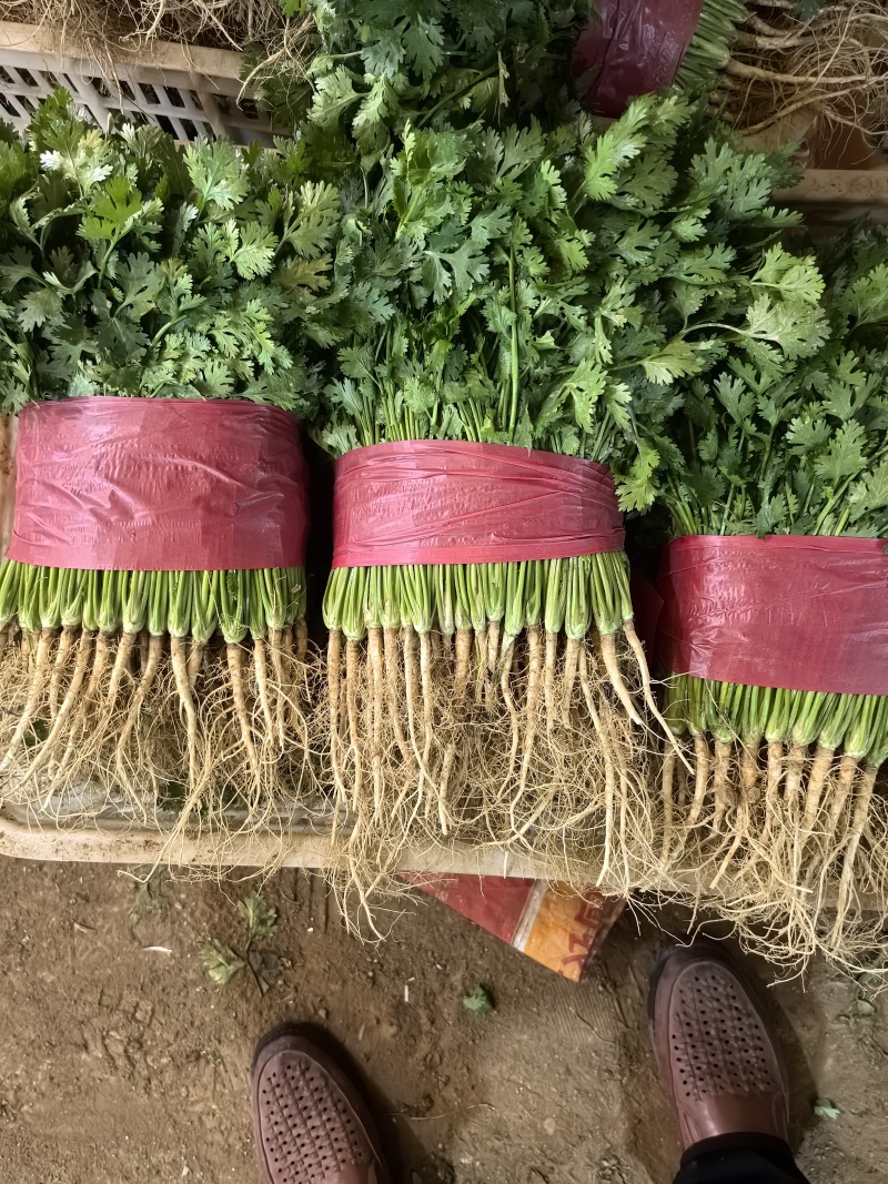 山东泰安精品大叶香菜，货量足，品质佳欢迎咨询