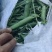 湖北万亩豌豆基地，产地直发，人工采摘，质量保证，信誉商家