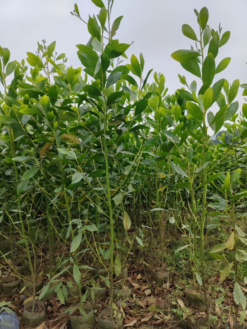 相思2-5公分清场