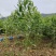 相思2-5公分清场