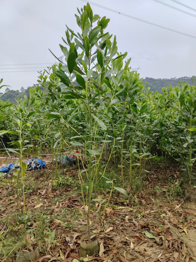相思2-5公分清场
