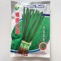独根红韭菜品种，种子250克装
