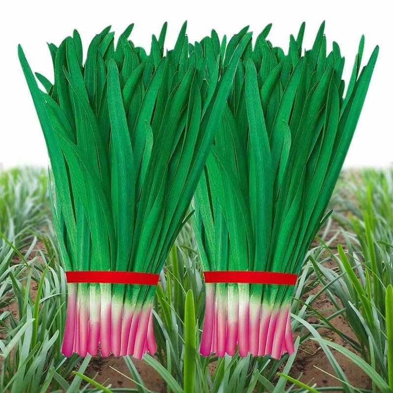 独根红韭菜品种，种子250克装