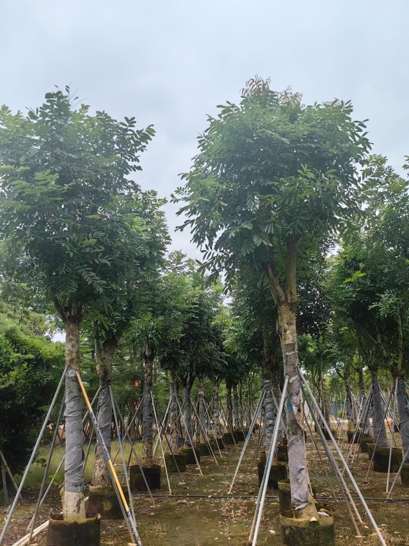 桃花芯木3-80公分大量清场质量保证