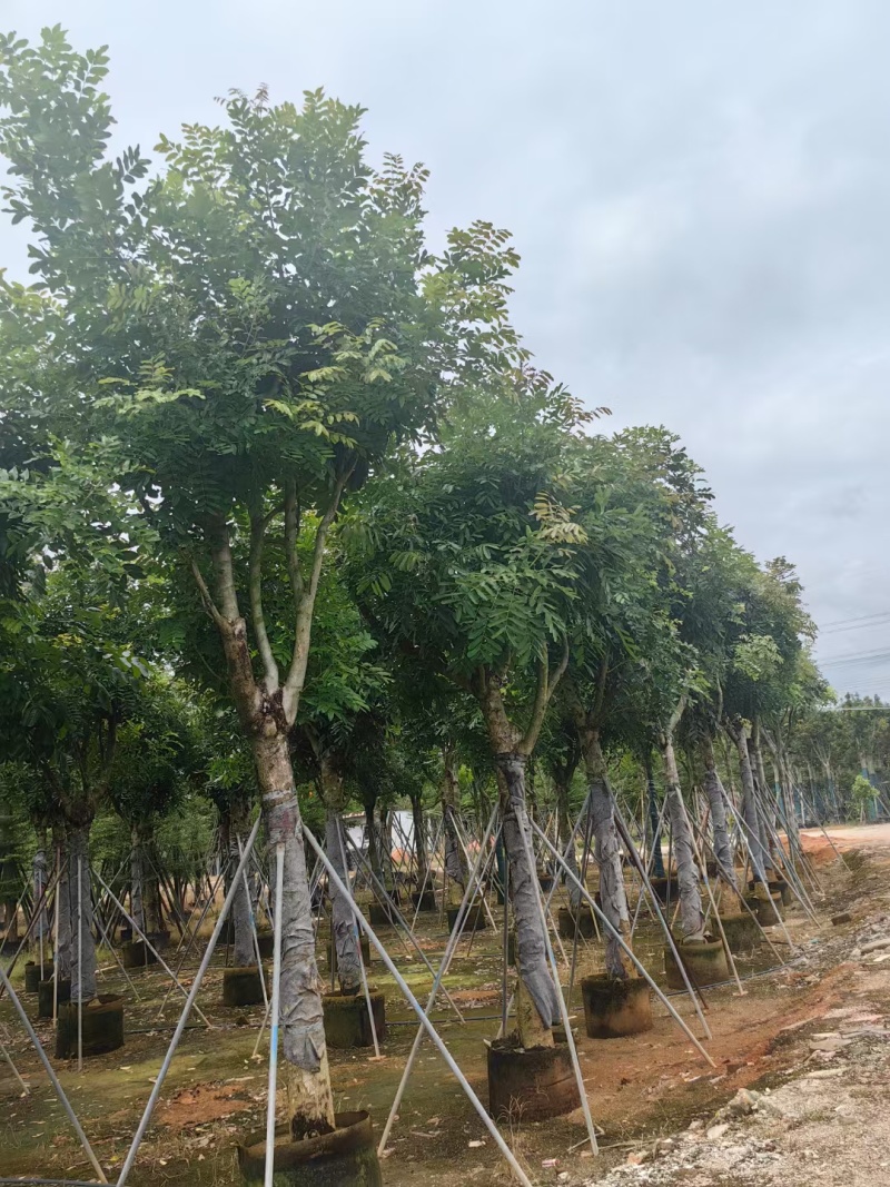 桃花芯木3-80公分大量清场质量保证