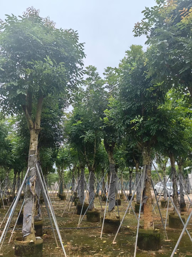 桃花芯木3-80公分大量清场质量保证