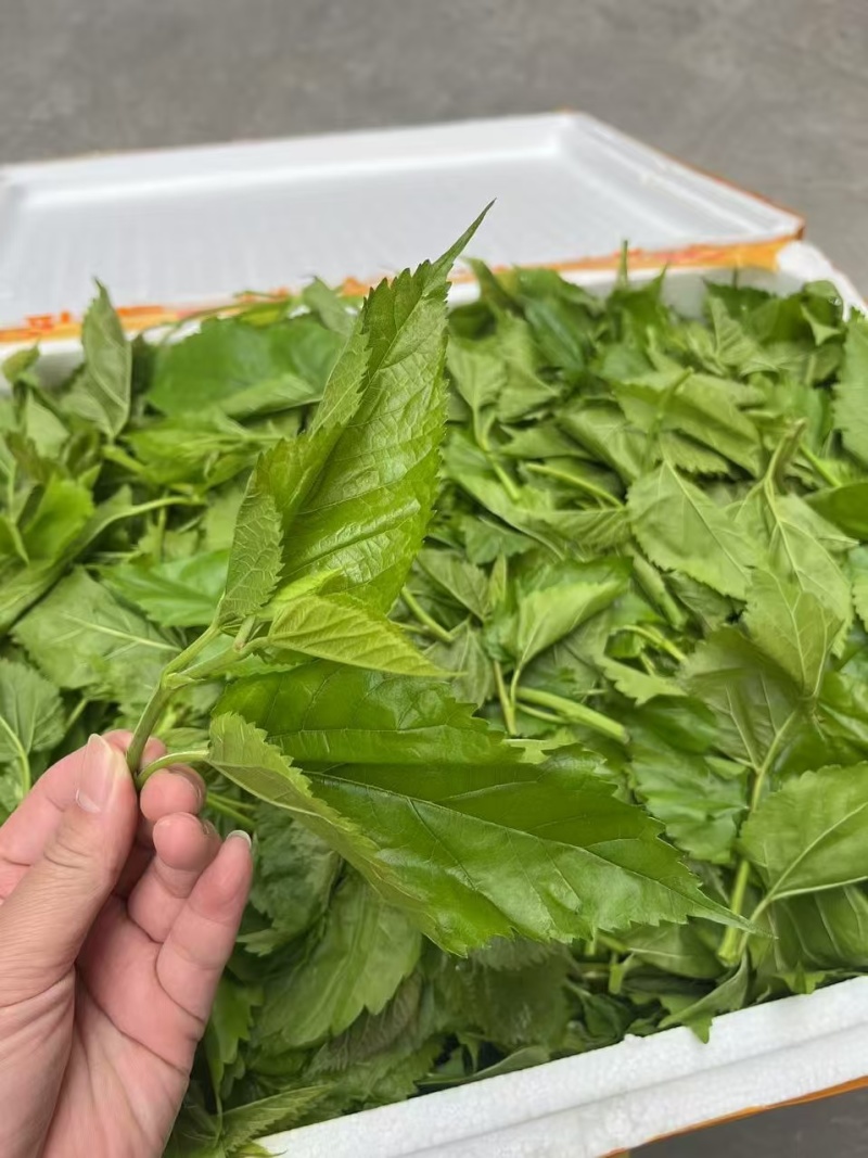 新鲜桑叶芽菜大量有货，对接全国市场电商平台，欢迎合作