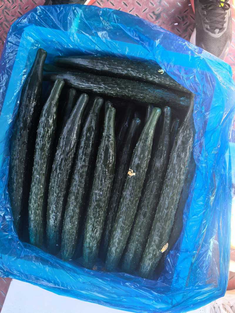 夏邑密刺黄瓜，河南黄瓜，大量供应电商市场