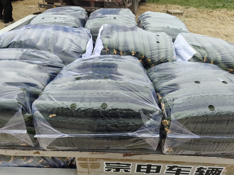 夏邑密刺黄瓜，河南黄瓜，大量供应电商市场
