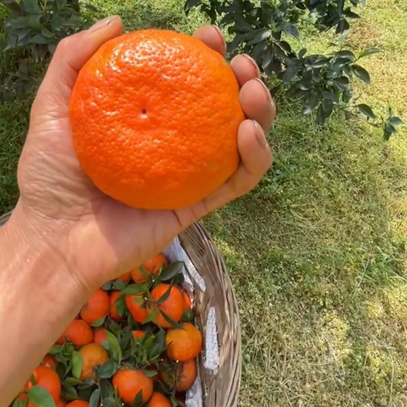 三月红