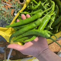 鲜辣椒.55号杭椒.螺丝椒..8号线椒.2307.樟树椒