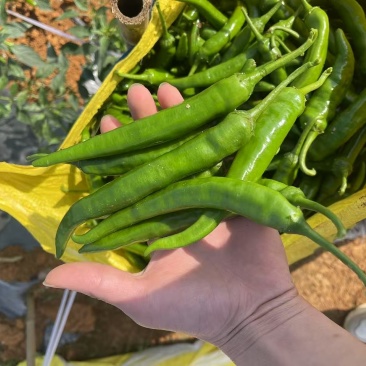 鲜辣椒.55号杭椒.螺丝椒..8号线椒.2307.樟树椒