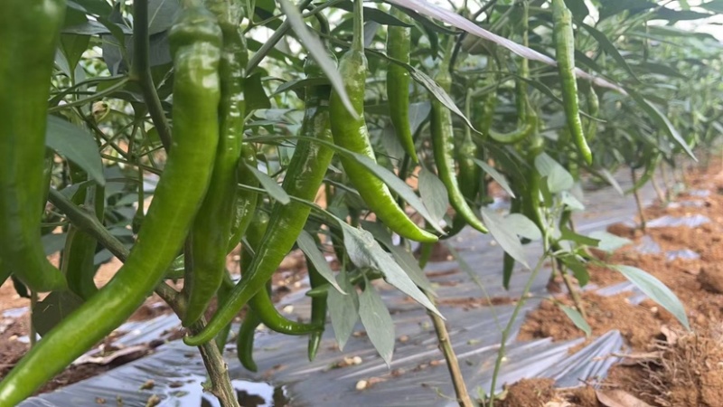 鲜辣椒.55号杭椒.螺丝椒..8号线椒.2307.樟树椒